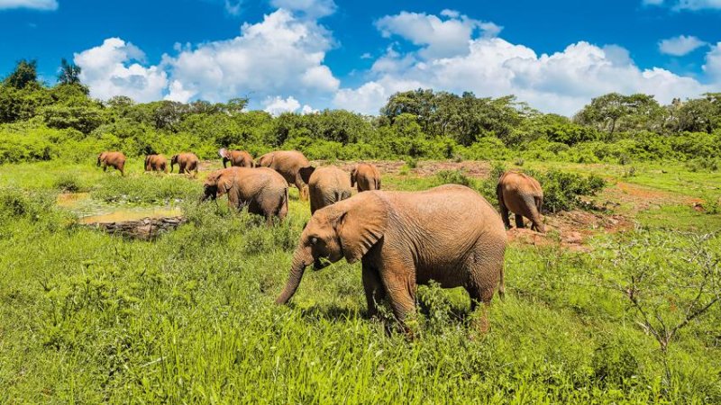 Kenya – Tanzánia Szafari Kalandtúra 11 Nap / 8 éj