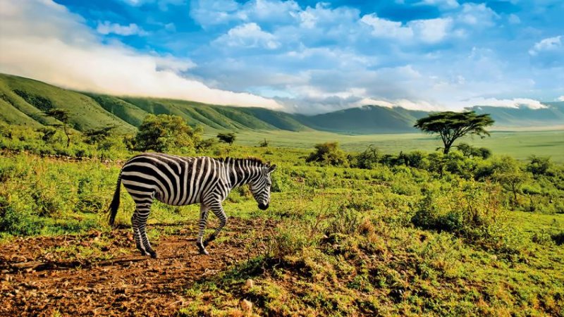 Kenya – Tanzánia Szafari Kalandtúra 11 Nap / 8 éj