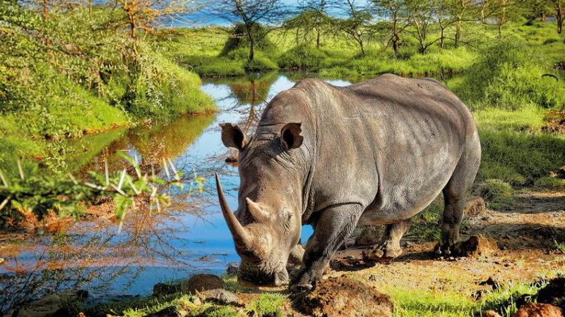 Kenya – Tanzánia Szafari Kalandtúra 11 Nap / 8 éj