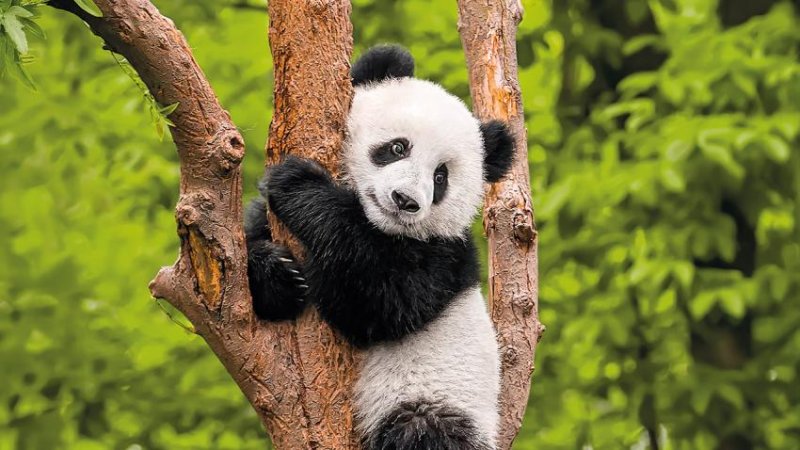 Gazdag Kínai Nagykörút