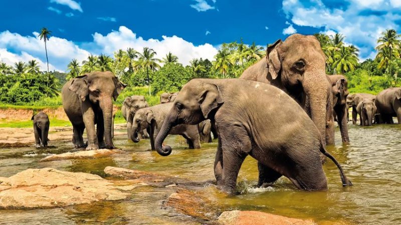 Srí Lanka körutazás