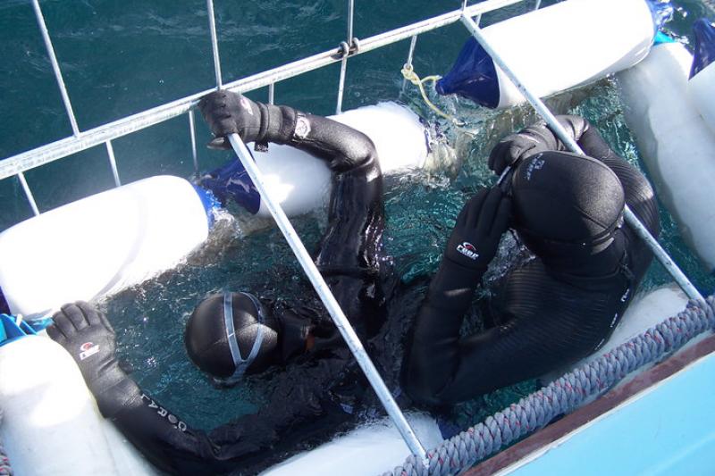 A Nagy Fehér Cápák Birodalmában