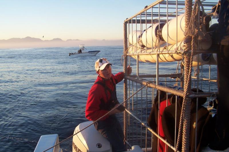 A Nagy Fehér Cápák Birodalmában