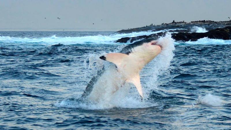 A Nagy Fehér Cápák Birodalmában