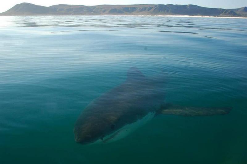A Nagy Fehér Cápák Birodalmában