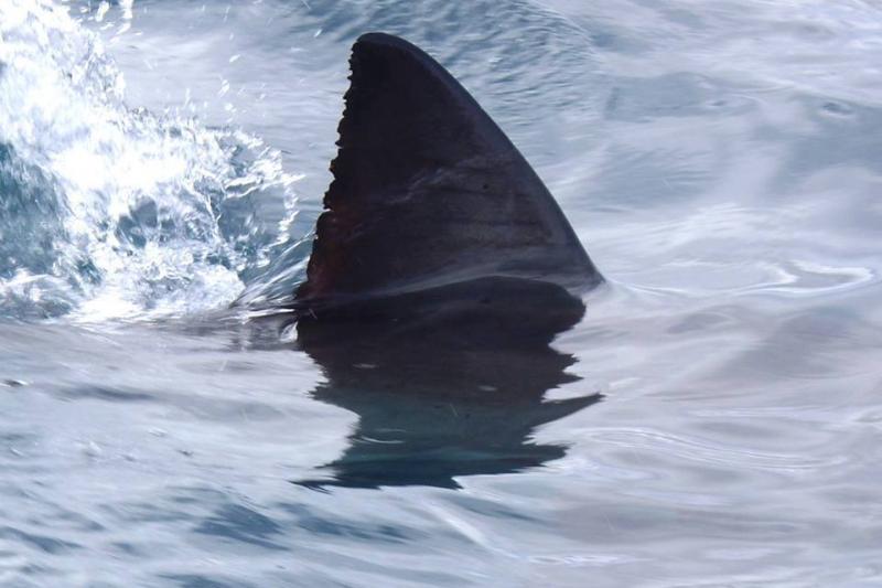 A Nagy Fehér Cápák Birodalmában