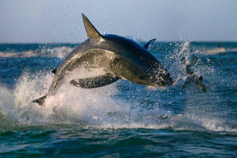 A Nagy Fehér Cápák Birodalmában