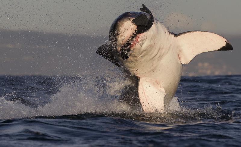 A Nagy Fehér Cápák Birodalmában