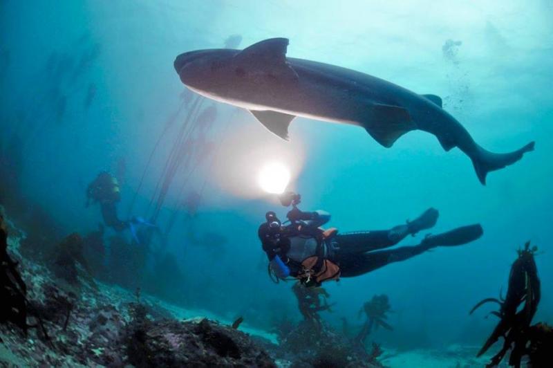 A Nagy Fehér Cápák Birodalmában