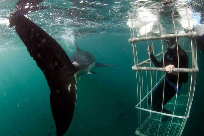A Nagy Fehér Cápák Birodalmában