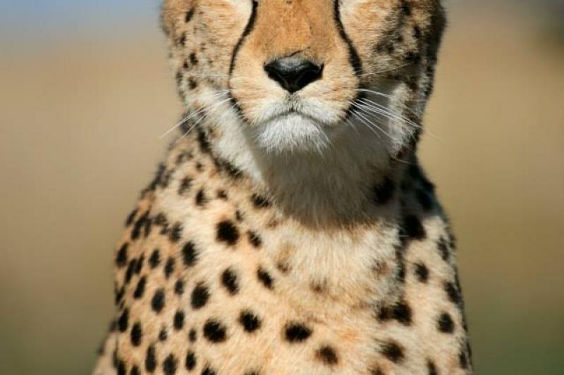 A Nagy Fehér Cápák Birodalmában