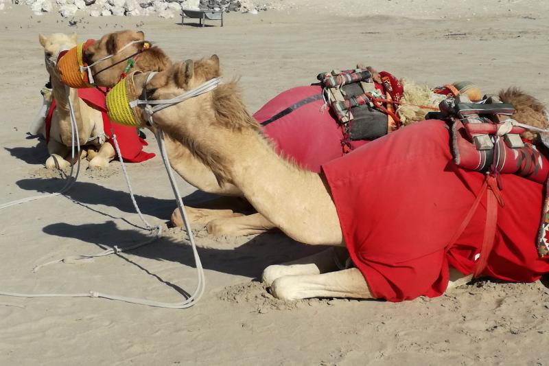 Az Arab-öböl Gyöngyszeme, Doha