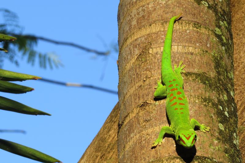 Az Éden Illatos ültetvényei - Mauritius és A Seychelles