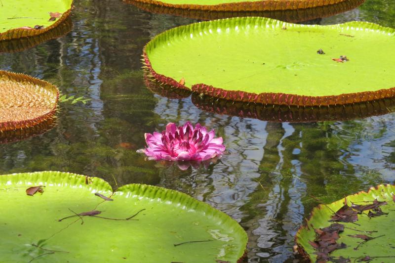 Az Éden Illatos ültetvényei - Mauritius és A Seychelles