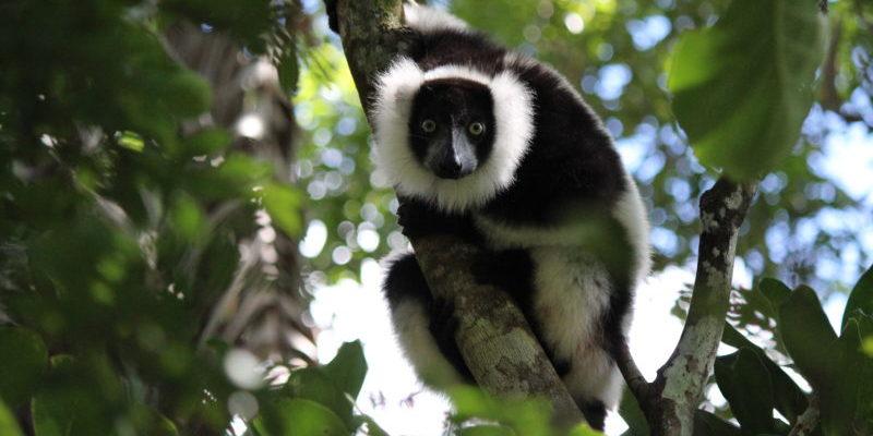 Észak-Madagaszkár, A Nyolcadik Kontinens Trópusi Világa