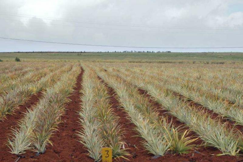 Hawaii, A Csendes-óceán Trópusi Gyöngyszemei körutazás