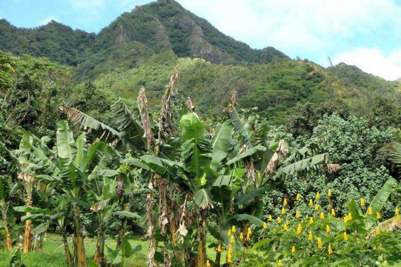 Hawaii, A Csendes-óceán Trópusi Gyöngyszemei körutazás