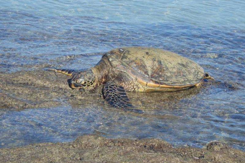 Hawaii, A Csendes-óceán Trópusi Gyöngyszemei körutazás