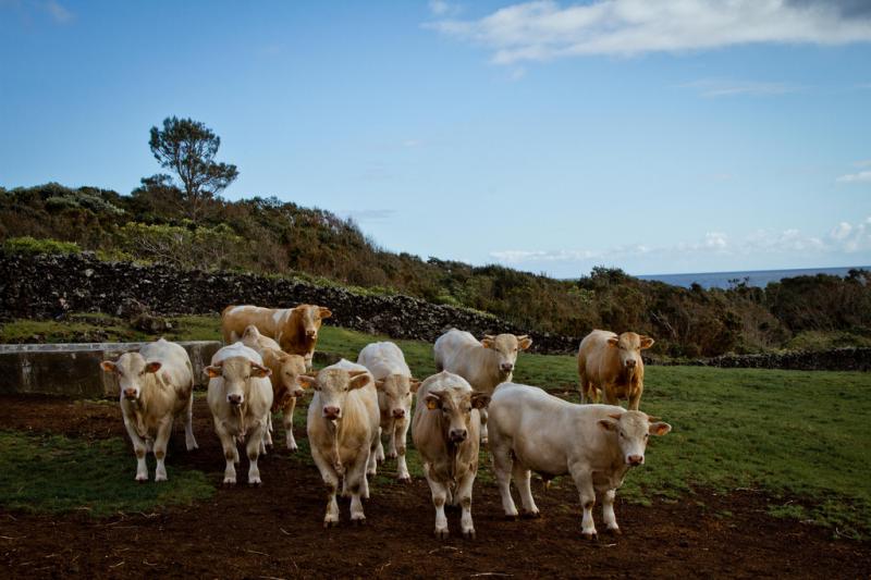 Kalandozások Az Azori-szigeteken Lisszaboni Városnézéssel