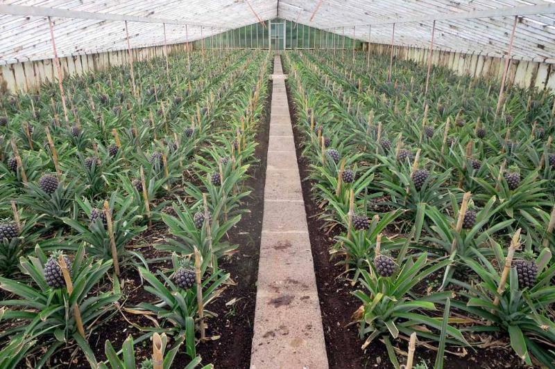 Kalandozások Az Azori-szigeteken Lisszaboni Városnézéssel