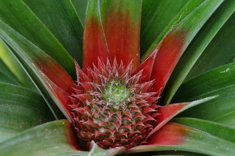 Kalandozások Az Azori-szigeteken Lisszaboni Városnézéssel