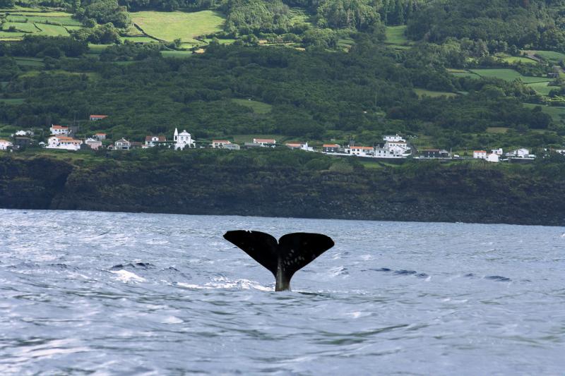 Kalandozások Az Azori-szigeteken Lisszaboni Városnézéssel