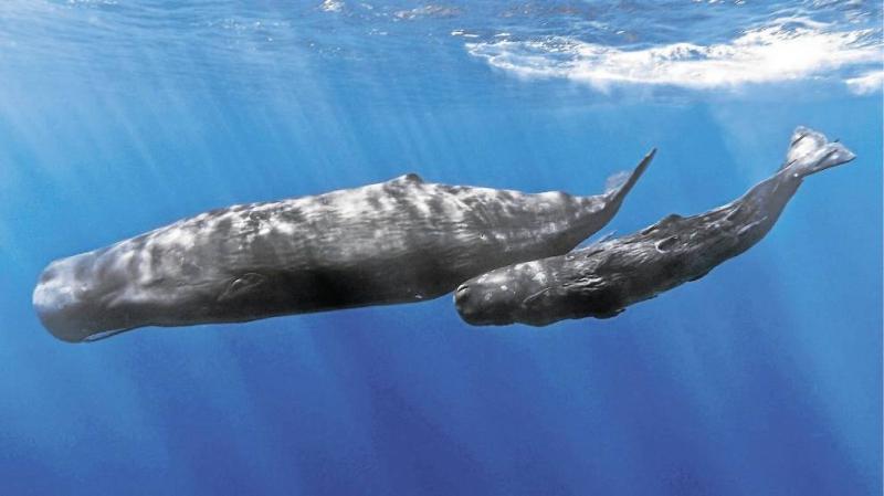 Kalandozások Az Azori-szigeteken Lisszaboni Városnézéssel