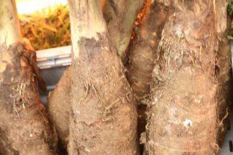 Pápua Új-Guinea Felfedezése Goroka Fesztivál Idején körutazás