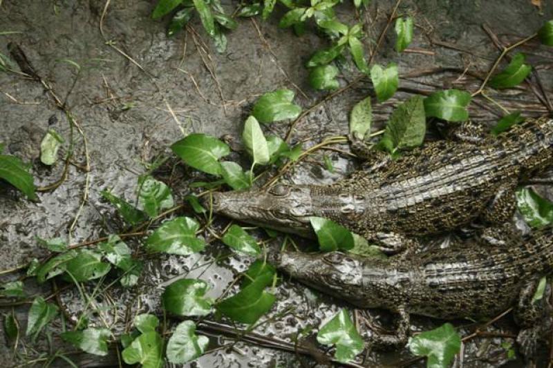 Pápua Új-Guinea Felfedezése Goroka Fesztivál Idején körutazás