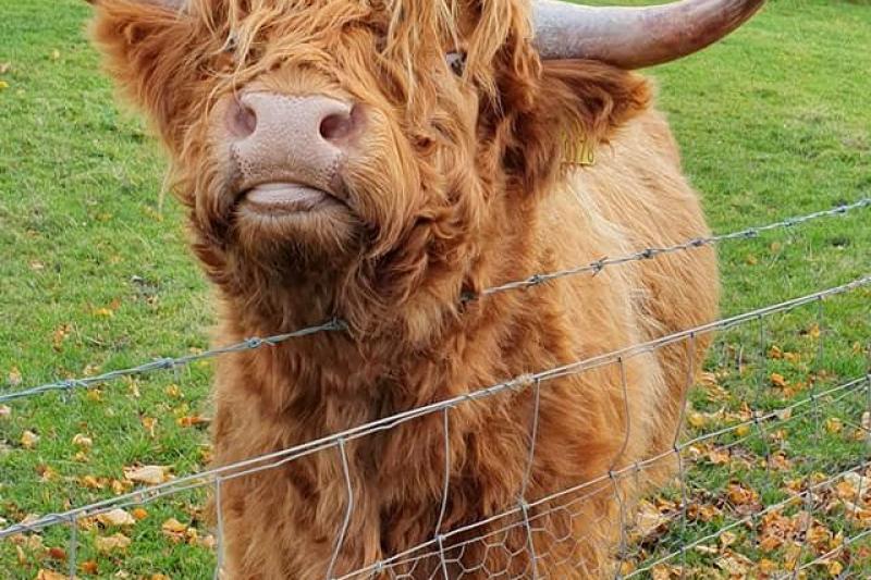 Skót Whisky Körút körutazás
