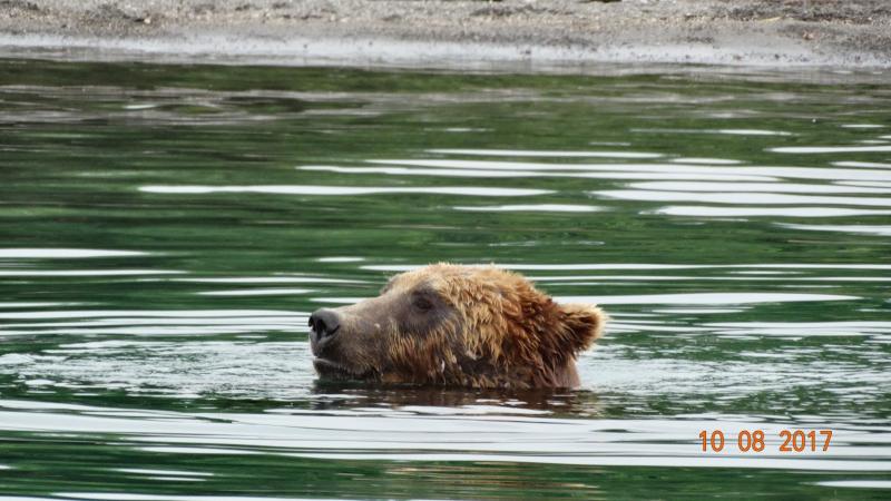 A Kamcsatkai Vulkánoktól A Szibériai Tigrisig körutazás