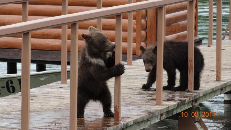 A Kamcsatkai Vulkánoktól A Szibériai Tigrisig körutazás