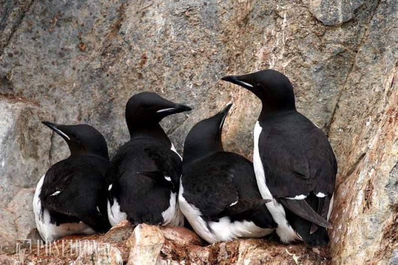 Atomjégtörövel az Északi-sarkra körutazás