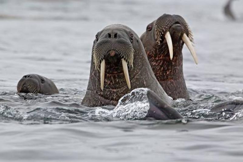 Atomjégtörövel az Északi-sarkra körutazás