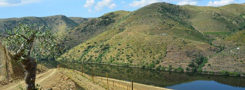 Bortúra Portoban és A Douro-völgyében körutzás