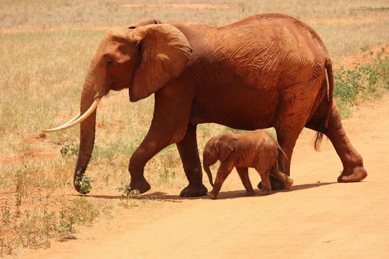 Kenya Tájai és Vadvilága Szafari körutazás