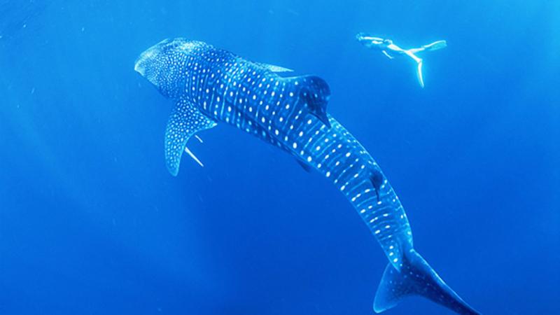 Maldív-szigetek Szilveszter utazás Lily Beach Resort & Spa Huvahendhoo