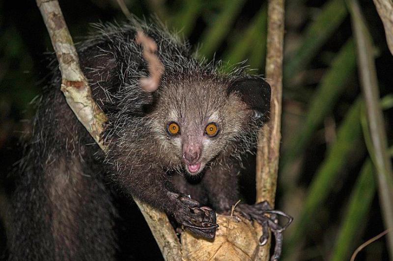 Szilveszter Madagaszkáron