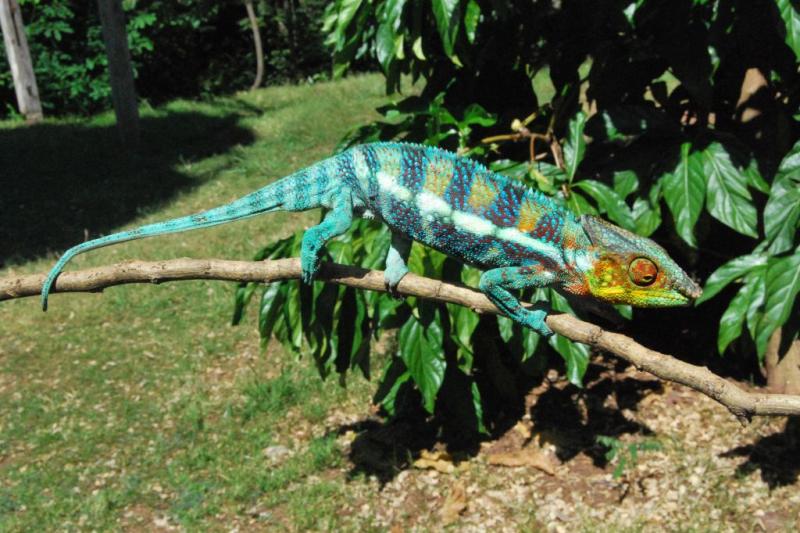 Szilveszter Madagaszkáron