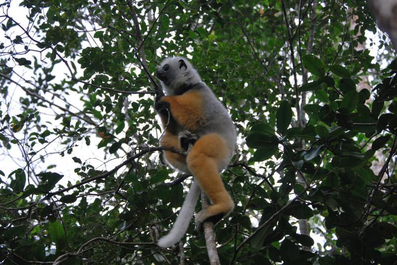 Szilveszter Madagaszkáron