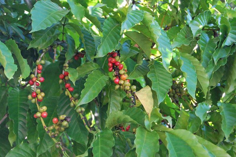 Szilveszter Madagaszkáron