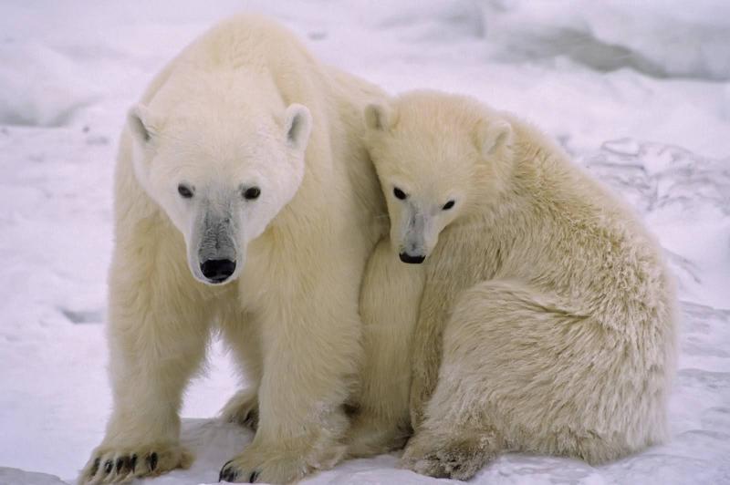 A Spitzbergák - A Jégvilág