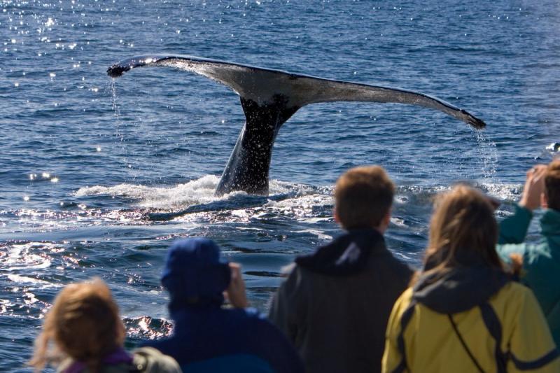 Csillagtúra Izlandon Helsinkivel Fűszerezve