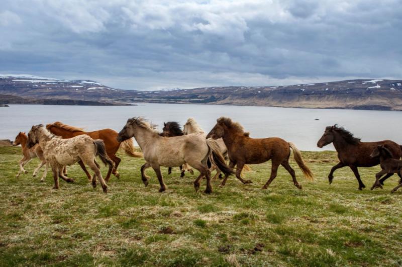 Csillagtúra Izlandon Helsinkivel Fűszerezve
