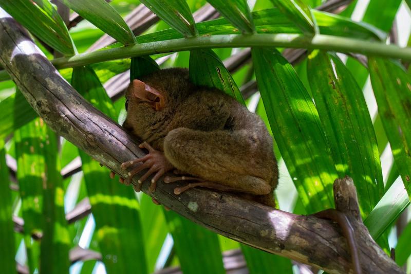 Fülöp-szigetek, Filippínók, Kobold Makik és Csokoládé Hegyek körutazás