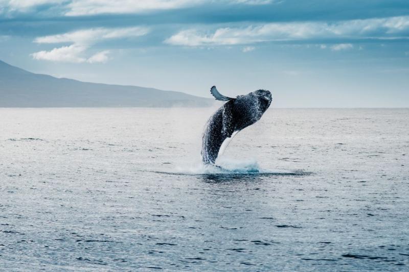 IZLAND - Jégmezők, Gejzírek, Zuhatagok és Fjordok Szigete