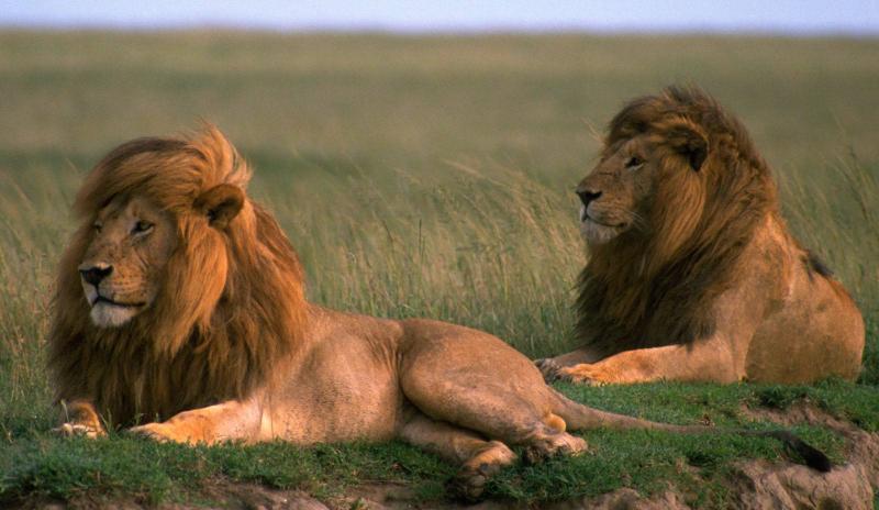 Szafari Tanzániában, Zanzibári Pihenéssel