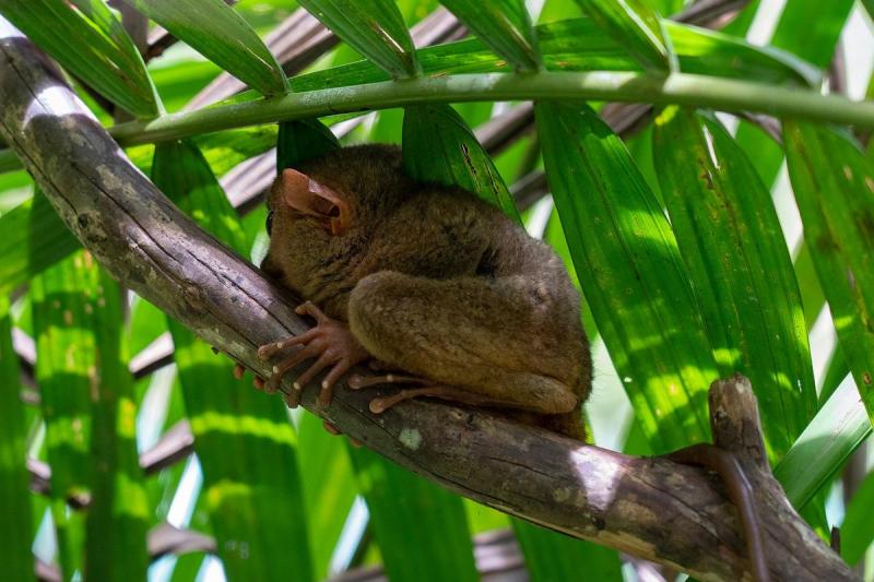 A kobold makik rejtett világa: Fülöp-szigetek