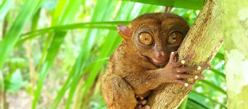 A kobold makik rejtett világa: Fülöp-szigetek