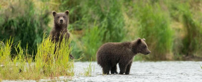 Alaszka, az óriások vadonja